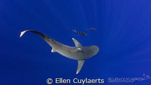"Curves"
Oceanic whitetip shark in the Cat Island Blue by Ellen Cuylaerts 